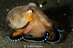 Octopus out for a walk by Todd Moseley 